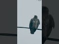 hawk shakes off cold rain