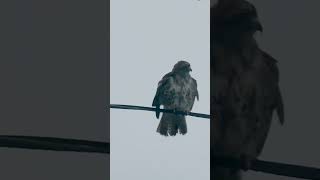 Hawk shakes off cold rain