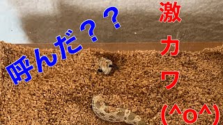 セイブシシバナヘビ アナコンダ 【モルフ紹介】