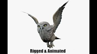 Owl 3D Animations