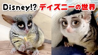 まるでディズニーの世界！Disney!? / Pizzatoru the Bushbaby / ショウガラゴのピザトル #shorts