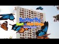 Zarri, Ezzlaer - Butterfly ft. Kidd Wings