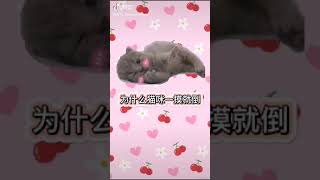 果冻是只可爱猫 | #土豆猫 #奶茶 | 果冻 \