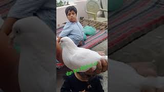 ਵੱਡਾ ਜੋੜਾ ਚਿੱਟੀਆਂ ਦਾ #pigeon #ਸ਼ੋਰਟ #kabootar #ਸ਼ਾਰਟਸ #ਵਾਇਰਲ #shorts #short #shok