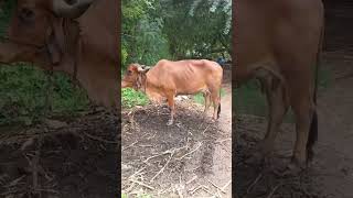 આ ગિર ગાય 🐂 વેચવાની છે કિંમત 35000#ગિર ગાય #video