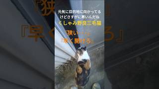 風の当たらない場所へ行きたい野良の三毛猫 #ねこ #かわいい #癒し