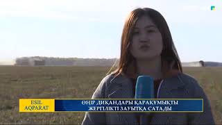 ӨҢІР ДИҚАНДАРЫ ҚАРАҚҰМЫҚТЫ ЖЕРГІЛІКТІ ЗАУЫТҚА САТАДЫ