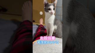 ネコと子ネコとおじさん　お股当番シリーズ毛玉兄ニャンコ　#shorts #cat #cats #ねこ #猫 #ねこのいる生活 #猫のいる暮らし #子猫 #kitty #毛玉ニャンコ