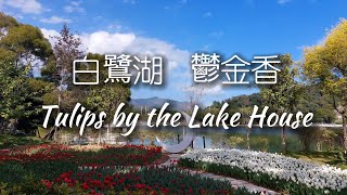 白鷺湖（小白鷺）鬱金香 Tulips by the Lake House