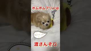 【ぷん助】激おこチワワ(ポムポムプリン) #shorts #怒る犬