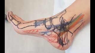 Surface Anatomy - Medial Foot