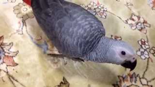 一緒に居たくてたまらないヨウムの雛  African Grey Baby