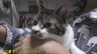 癒し☆いつでもパパと一緒☆甘えん坊猫リキちゃんパパの膝の上でゴロゴロ♥【リキちゃんねる　猫動画】Cat video　キジトラ猫との暮らし