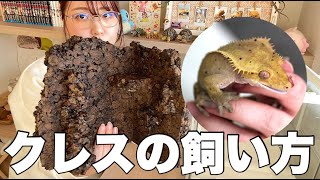 【雑談vlog】これを見れば一目瞭然✨レイアウト~メンテまで徹底解説【クレステッドゲッコー】