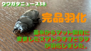 クワガタニュース38〜菌糸からマット飼育に変更したスマトラオオヒラタが羽化しました。【Dorcus (Serrognathus) titanus】