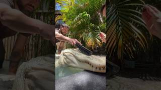 Albino Giant Alligator Brushing #animals #animalshorts #alligator