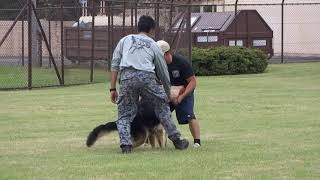 在日米空軍横田基地日米友好祭　犯人制圧訓練 K9-UNIT 横田基地　軍用犬