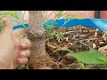 సపోటా మొక్క పెంచడం ఇంత ఈజీనా sapota plant care how to identify grafted plant