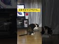 2足歩行する猫さん😂⁉️