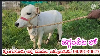 జెగ్గంపేట లో పుంగునూరు ఆవు దూడలు అమ్మబడును 9959039677