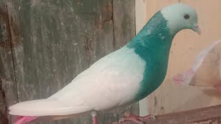 Punjabi kabootar||Punjabi kabuter ka shokh kariye||Punjabi pigeon market||Punjabi pigeon