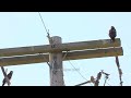 juvenile swainson s hawks hanging out grafxbylisa