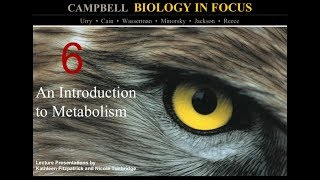 Biology in Focus Chapter 6: An Introduction to Metabolism