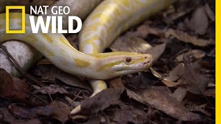 Backyard Python Rescue | Python Hunters