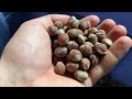 working with hazelnuts in the southeast