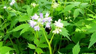 Flowering plants for Bumble Bees I   Spring to Early Summer