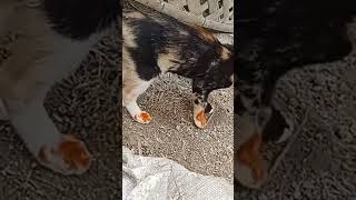 বিলাই আমার বিলাই। #cat #cute #catlover #shortvideo #tending #shorts