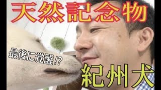 【和犬SP】最後は覚醒!? 意外な○○の紀州犬が登場