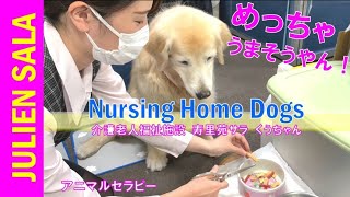 【きょうのわんこ】もしも愛犬が大阪弁だったら（ゴールデンレトリバー）