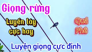 🔴Luyện giọng choè than kích lửa, choè than hót giọng rừng đảo giọng luyến láy cực phê 2024