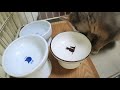 ご飯の時間に敏感な子猫【ソマリブルー】