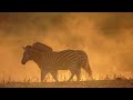 shi awela safaris welcome video photographic