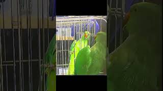 ببغاء دره  #A parrot flirting with  #ب #parrot #parrotlovers #parrots #parrottraining #parrotlover