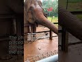 Elephant at Melaka Zoo crushes visitor’s phone mistaken for food