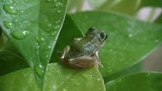 Japanese Tree Frogs (Hyla Japonica) | 2016