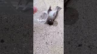 Beautiful bird