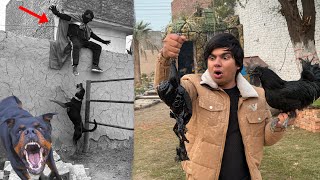 Rottweiler Ny Chor Pr Attack Kr Dea 😰 Black Murgi Zibha Krni Pari 😭