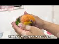 愛鳥がバンザイ！を覚えたのでしれっとパパにお披露目してみたww【シロハラインコ】