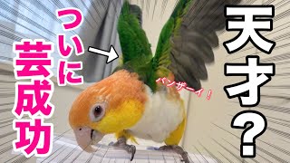 愛鳥がバンザイ！を覚えたのでしれっとパパにお披露目してみたww【シロハラインコ】