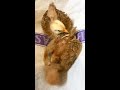 エア砂浴びでひよこがわちゃわちゃしております chicks practicing dust bathing