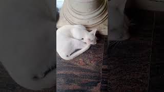 രണ്ടും നല്ല ഉറക്കം #cat #catlover #comedy #shots #cute #funny #catfunny #catvideos #catt