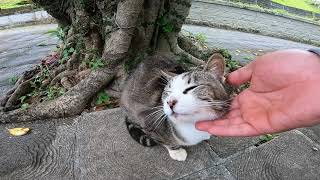 雨上がりの公園、木陰で雨宿りしていた野良猫をナデナデする