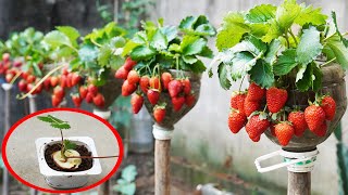 Grow STRAWBERRIES Like a Pro at Home Now!