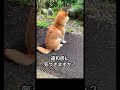 違和感に気づいたらすごい！😳 犬を飼ってる人ならわかるかも😁 直感 クイズ 謎解き 違和感 おもしろ かわいい 犬 柴犬 shibainu 日常 癒し しばいぬ