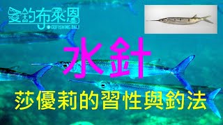 (11) 水針(莎優莉 )的習性與釣法【知魚不龜系列】