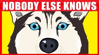 17 Secrets Your Dog Knows About You